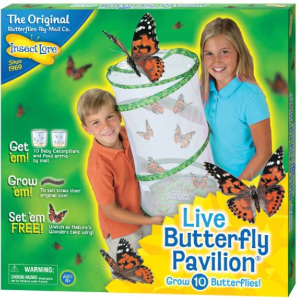 amazon butterfly